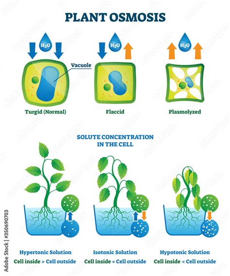 Plant osmosis vector illustration. Cell water absorption process explanation Stock Vector ...