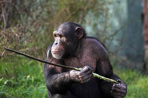 Could an Unarmed Human Beat a Chimpanzee? - A-Z Animals