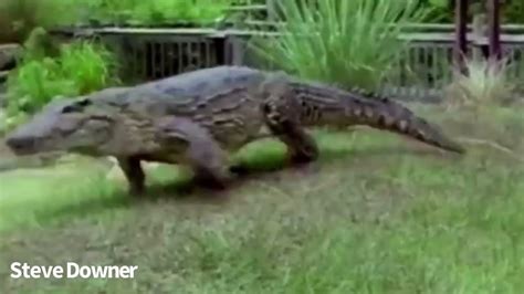 Cuban Crocodile Galloping Compilation - YouTube