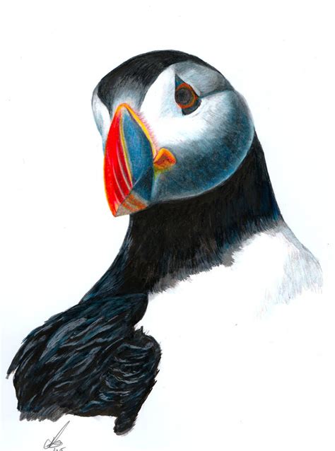 Puffin by salt25 on DeviantArt