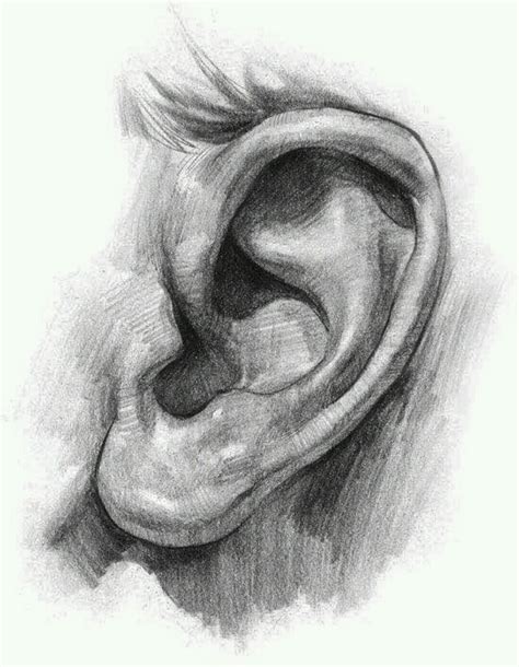 Pin by Milena Suárez Alvear on cool | Drawings, How to draw ears, Pencil portrait