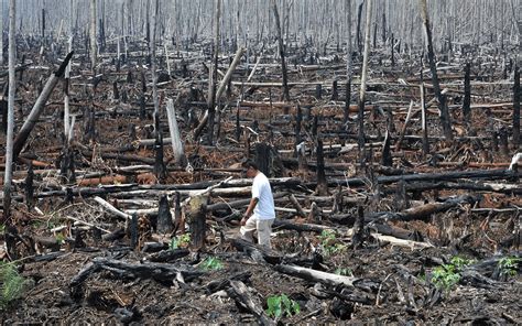 Deforestation drives increasingly deadly heat in Indonesia, says study ...