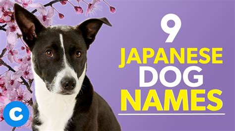 17 HQ Pictures Japanese Pet Names And Meanings : Pet Names | caradepalha