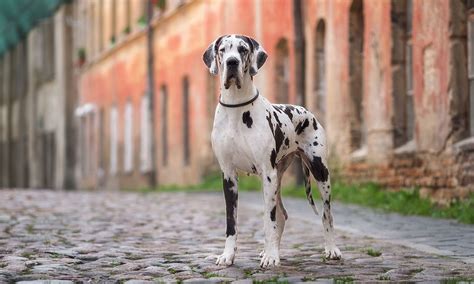 Great Dane Breed: Characteristics, Care & Photos | BeChewy