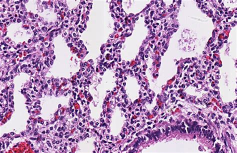 SIU Histology LSP