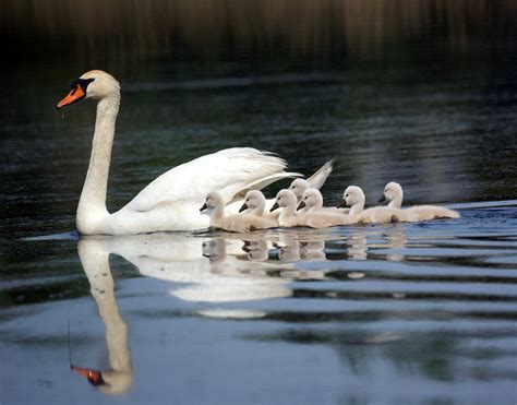 Incredibly Cute Baby Swans- New Jersey Bird Photos | Baby swan, Bird photo, Swan