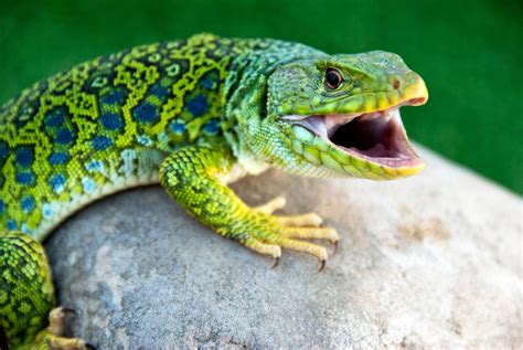 Secret of Lizard Camouflage: A Simple Mathematical Equation | MadMath