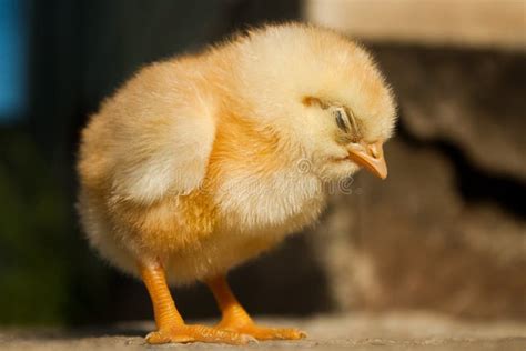 Chicken stock image. Image of small, sleep, hairy, sleeping - 54904125