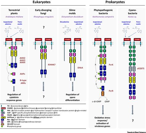 CHASEing Cytokinin Receptors in Plants, Bacteria, Fungi, and Beyond ...