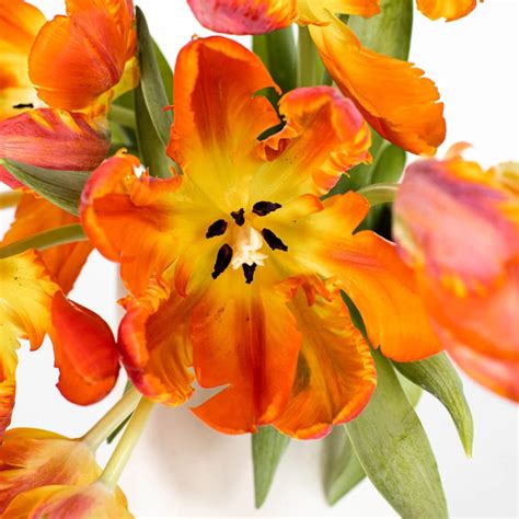 Buy Wholesale Orange Parrot Novelty Tulips in Bulk - FiftyFlowers