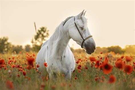 Poppy Horse - Tumblr Gallery