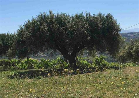 Olive tree | Crete Private Tour Guide