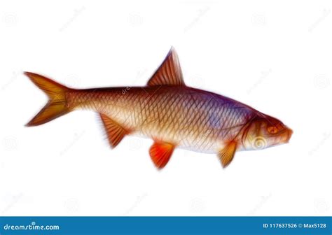 Roach, Colour Sketch of Fish Stock Photo - Image of fish, coarse: 117637526