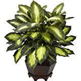 Nearly Natural 6720 Triple Golden Dieffenbachia Plant with Wood Vase, Green | Dieffenbachia ...