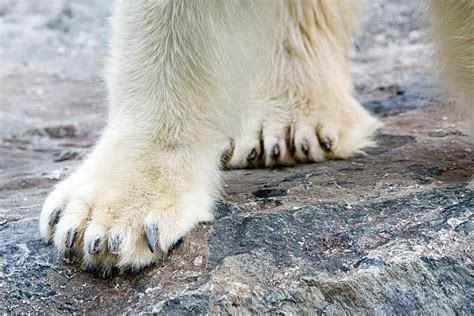 Polar Bear Claws Stock Photos, Pictures & Royalty-Free Images - iStock