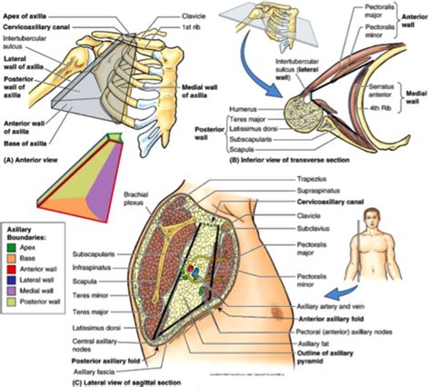 Regions anterior:Axilla:Boundaries | RANZCRPart1 Wiki | Fandom powered by Wikia