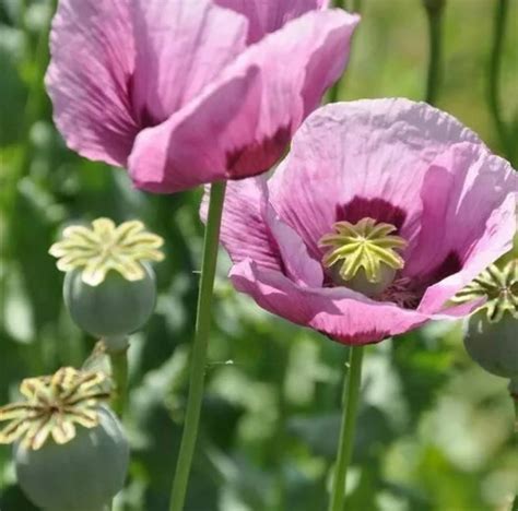 Wildflower Seeds LARGE PURPLE POPPY Hungarian Breadseed | Etsy