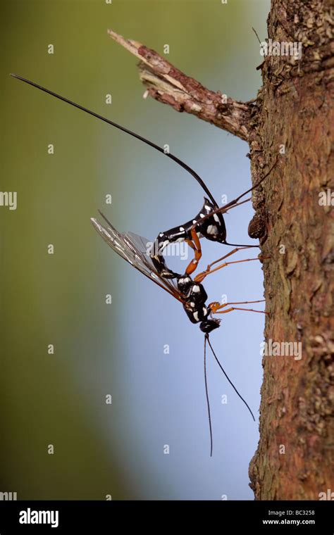 Sabre wasp Rhyssa persuasoria boring through timber to reach wood-wasp larvae Stock Photo - Alamy