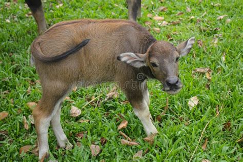 Cute Baby Buffalo in Farm,Cute Animal. Farmer`s Friend Stock Image - Image of milk, domestic ...