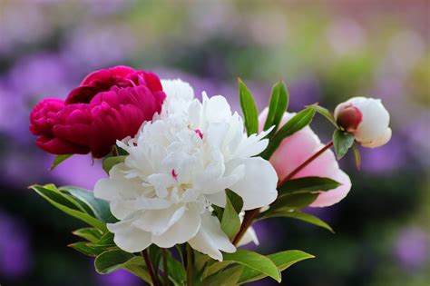 Flowers Peony Garden - Free photo on Pixabay - Pixabay