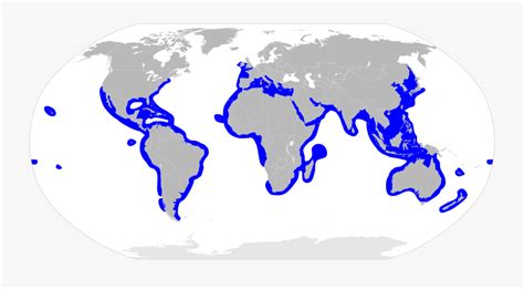 Hammerhead Shark Migration Map - False Killer Whale Range , Free ...