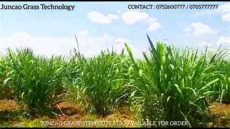 Juncao Grass Technology For Dairy Livestock and Beef Farming In Kenya ...