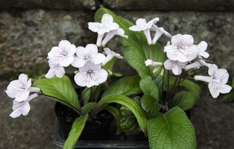 Streptocarpus Species | Naturally