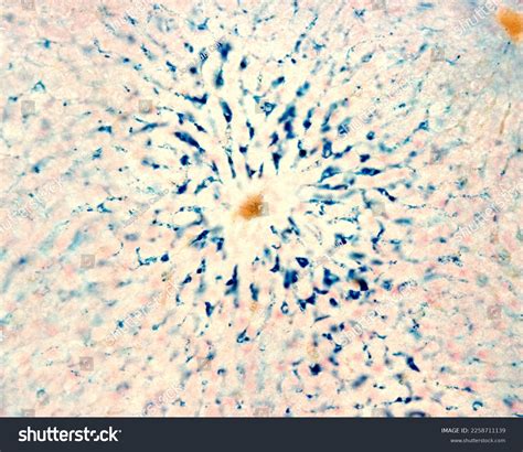 Liver Histology Kupffer Cells