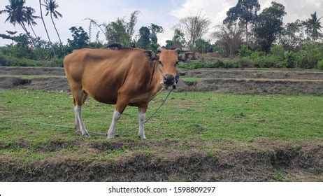 4,204 Bali Cows Royalty-Free Images, Stock Photos & Pictures | Shutterstock