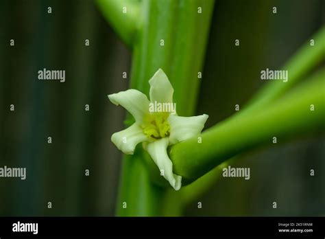 Papaya flowers are fragrant and have five cream-white to yellow-orange petals. Papaya or Carica ...