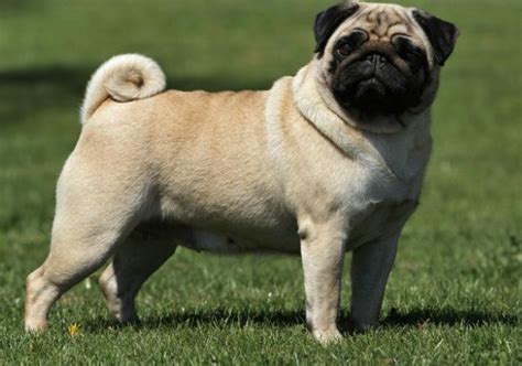 Fawn Pug | Appearance, Price, Health Issues