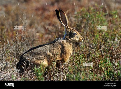 A wild rabbit at the Don Edwards National Wildlife Refuge, Alviso CA ...