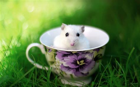 Cute Animals Wallpapers - Wallpaper Cave