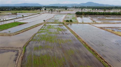 Aerial view rice paddy field in cultivation 7723380 Stock Video at Vecteezy