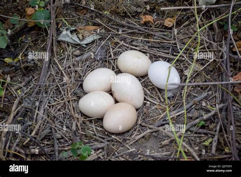 The eggs of peacock in it's nest. Wildlife Scene of Nature in India Stock Photo - Alamy