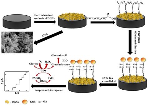 GOx Immobilization Methods to Improve Glucose Biosensing