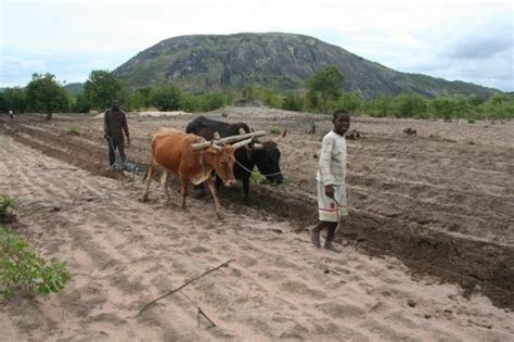 Farming types in Africa: Subsistence farming - Free ZIMSEC & Cambridge Revision Notes