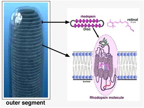 [Figure, Figure 8. Schematic diagram of rhodopsin in the outer segment ...