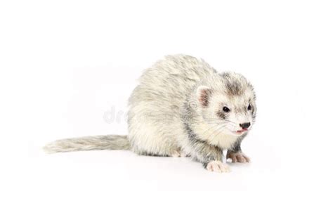 Pretty Silver Ferret On White Background Posing For Portrait In Studio Stock Image - Image of ...