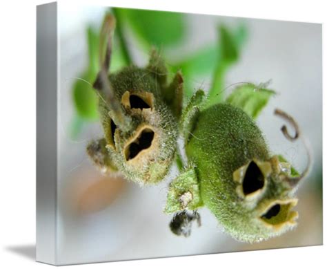 Snapdragon Seed Pods by Erica Tascott