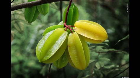 Star Fruit (Carambola) Tree transplants - YouTube