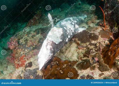 Dead, Rotting Reef Shark on a Coral Reef Recently Hit by Blast Fishing Stock Photo - Image of ...