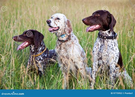 Hunter dogs stock photo. Image of spots, body, beautiful - 9775952