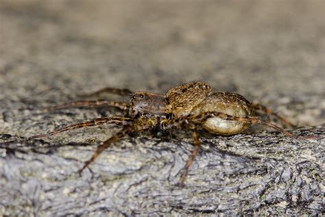 Wolf Spider with Egg Sac | Female wolf spider, pardosa sp. S… | Flickr