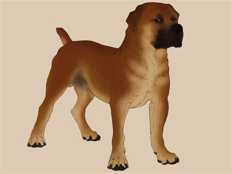 Boerboel by meganeffingsandbox on DeviantArt