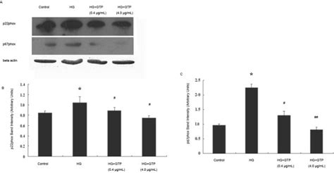 Effects of GTPs treatment on expressions of NADPH oxidase subunits ...