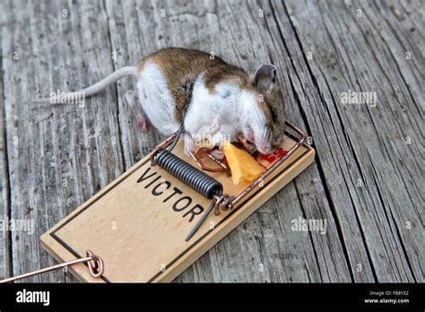 Long tailed field mouse caught in trap Stock Photo - Alamy