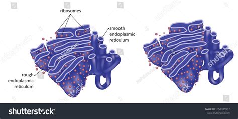 Smooth Endoplasmic Reticulum Animal Cell