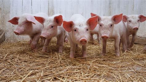 Wallpaper Five little pigs 2560x1440 QHD Picture, Image