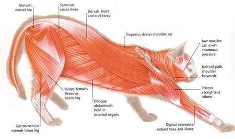 Feline musculature anatomy | Feline anatomy, Cat anatomy, Cat facts